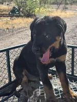 Boss, a male Rottweiler for sale in Kingman, AZ – 3 of 5