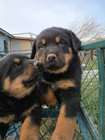 Dottie, a female Rottweiler for sale in Kingman, AZ – 1 of 3