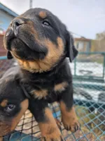 Dottie, a female Rottweiler for sale in Kingman, AZ – 2 of 3