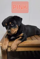 PINK, a male Rottweiler for sale in Seattle, WA – Photo 2 of 5