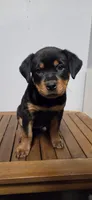 PINK, a male Rottweiler for sale in Seattle, WA – Photo 1 of 5