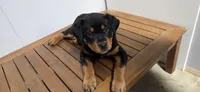 PINK, a male Rottweiler for sale in Seattle, WA – Photo 3 of 5