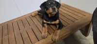PINK, a male Rottweiler for sale in Seattle, WA – Photo 4 of 5