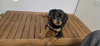 PINK, a male Rottweiler for sale in Seattle, WA – Photo 5 of 5