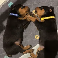 YELLOW, a female Rottweiler for sale in Seattle, WA – Photo 5 of 5