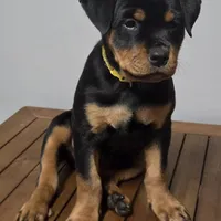 YELLOW, a female Rottweiler for sale in Seattle, WA – Photo 2 of 5