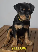 YELLOW, a female Rottweiler for sale in Seattle, WA – Photo 2 of 5