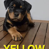 YELLOW, a female Rottweiler for sale in Seattle, WA – Photo 1 of 5