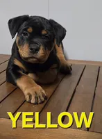 YELLOW, a female Rottweiler for sale in Seattle, WA – Photo 1 of 5