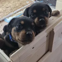 YELLOW, a female Rottweiler for sale in Seattle, WA – Photo 4 of 5