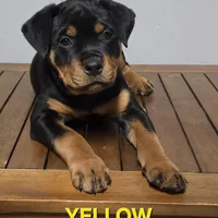 YELLOW, a female Rottweiler for sale in Seattle, WA – Photo 3 of 5