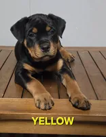 YELLOW, a female Rottweiler for sale in Seattle, WA – Photo 3 of 5