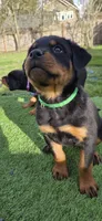 GREEN, a male Rottweiler for sale in Seattle, WA – Photo 5 of 6