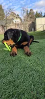 GREEN, a male Rottweiler for sale in Seattle, WA – Photo 2 of 6