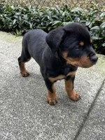 Red, a male Rottweiler for sale in Seattle, WA – Photo 5 of 7