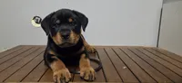 Red, a male Rottweiler for sale in Seattle, WA – Photo 2 of 7