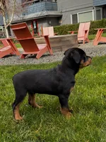 Red, a male Rottweiler for sale in Seattle, WA – Photo 7 of 7
