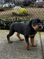 Red, a male Rottweiler for sale in Seattle, WA – Photo 6 of 7