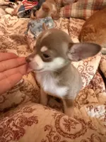 Firdie, a male Chihuahua for sale in Clarksburg, WV – 6 of 8