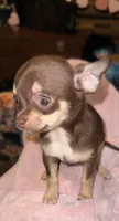 Claudia, a female Chihuahua for sale in Clarksburg, WV – Photo 1 of 4
