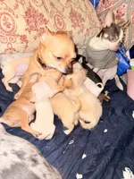 Claudia, a female Chihuahua for sale in Clarksburg, WV – Photo 4 of 4