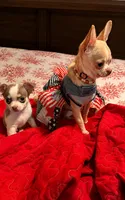 Finley, a male Chihuahua for sale in Clarksburg, WV – 2 of 4