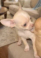 processed/b785156b-ca6b-473d-b0e5-a84c2972b233/listing/38df35cb-7fce-4edd-871c-f4ee28ef4054/ad1bcdea-fc1f-4ccd-81de-3f4c7256f9bc