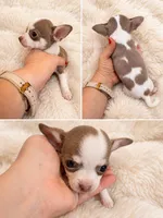 Finley, a male Chihuahua for sale in Clarksburg, WV – 1 of 4