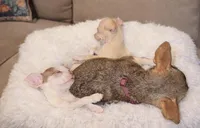 Benji, a male Chihuahua for sale in Clarksburg, WV – Photo 4 of 6