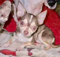 Benji, a male Chihuahua for sale in Clarksburg, WV – Photo 5 of 6