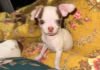 Benji, a male Chihuahua for sale in Clarksburg, WV – Photo 2 of 6