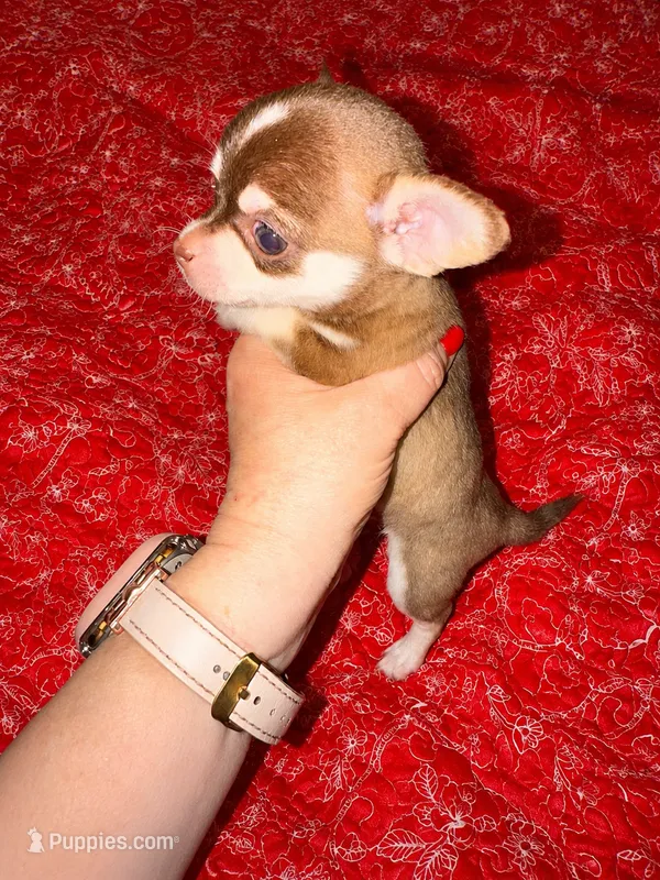 Fritzle – Chihuahua puppy for sale in Clarksburg, WV