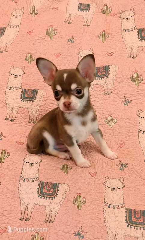 Fritzle – Chihuahua puppy for sale in Clarksburg, WV