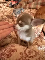 Firdie, a male Chihuahua for sale in Clarksburg, WV – 2 of 8