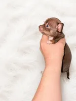 Evie, a female Chihuahua for sale in Clarksburg, WV – 3 of 3