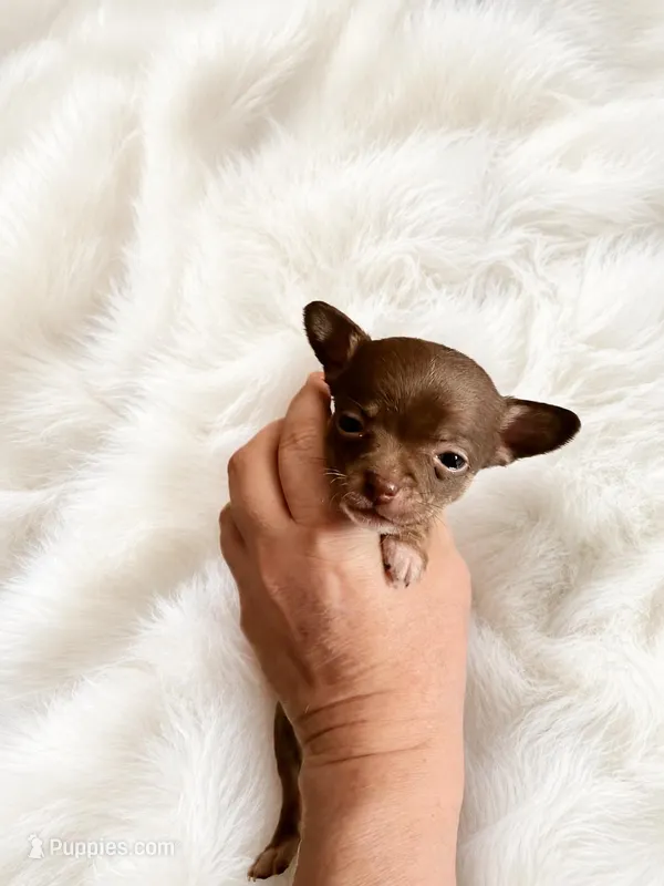 Evie, a female Chihuahua for sale in Clarksburg, WV – 1 of 3