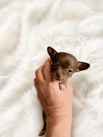 Evie, a female Chihuahua for sale in Clarksburg, WV – 1 of 3