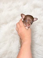 Evie, a female Chihuahua for sale in Clarksburg, WV – 2 of 3