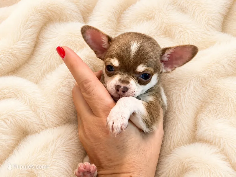 Firdie – Chihuahua puppy for sale in Clarksburg, WV