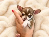 Firdie, a male Chihuahua for sale in Clarksburg, WV – 1 of 8