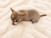 Firdie, a male Chihuahua for sale in Clarksburg, WV – 3 of 8