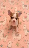 Finley, a male Chihuahua for sale in Clarksburg, WV – 3 of 8