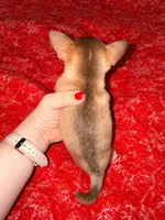 Fritzle, a male Chihuahua for sale in Clarksburg, WV – 2 of 5