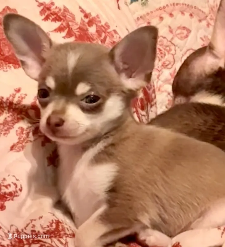 Firdie – Chihuahua puppy for sale in Clarksburg, WV