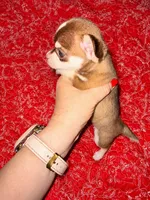 Fritzle, a male Chihuahua for sale in Clarksburg, WV – 3 of 5