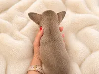 Firdie, a male Chihuahua for sale in Clarksburg, WV – 5 of 8