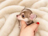 Firdie, a male Chihuahua for sale in Clarksburg, WV – 4 of 8