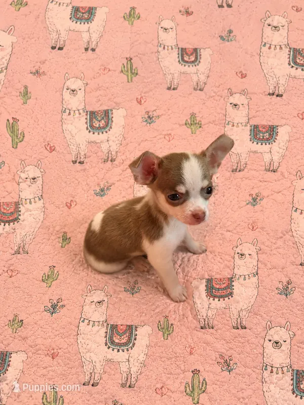 Finley – Chihuahua puppy for sale in Clarksburg, WV