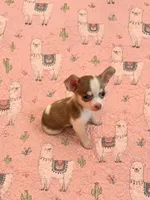 Finley, a male Chihuahua for sale in Clarksburg, WV – 1 of 8