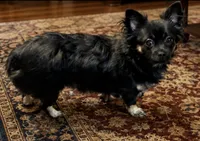 Ava, a female Chihuahua and Chiweenie for sale in Clarksburg, WV – 2 of 2
